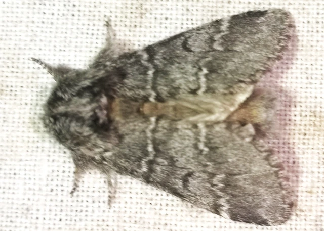 Drymonia ruficornis - cserfa-púposszövő
