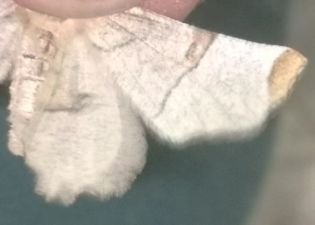 Selenia lunularia - egyfoltos holdasaraszoló
