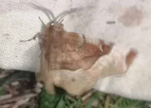 Selenia tetralunaria - négyfoltos holdasaraszoló