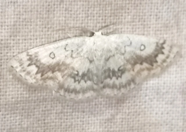 Cyclophora annularia - gyűrűs pettyesaraszoló