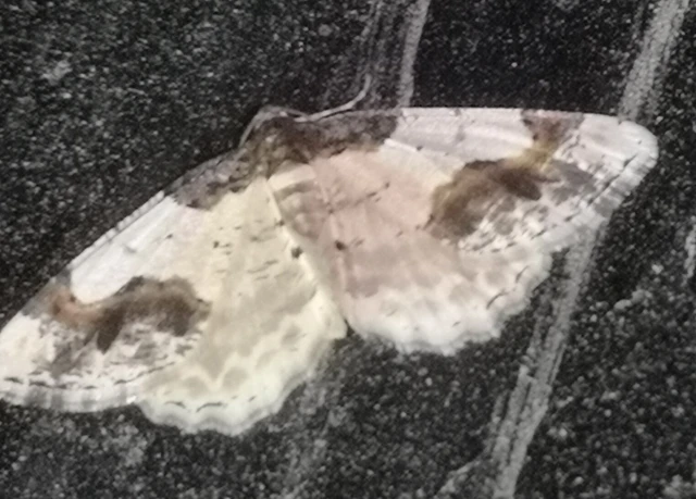 Ligdia adustata - barna levélaraszoló