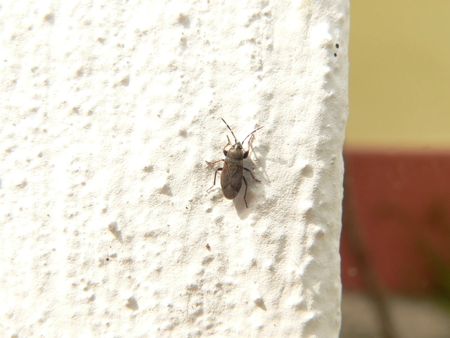 Rhyparochromidae - földibodobácsok