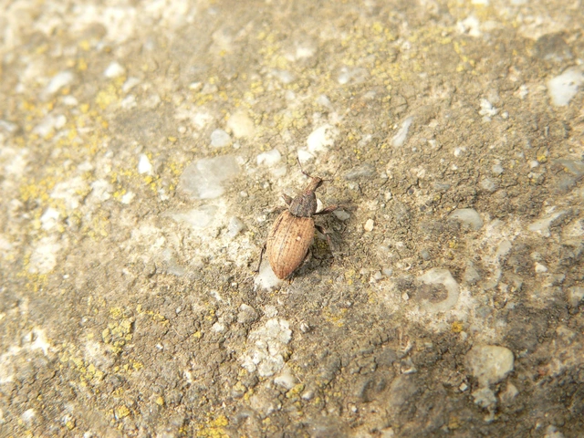 Lepyrus palustris - kétpettyes fűzormányos