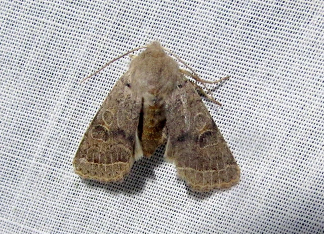 Orthosia cerasi - közepes barkabagoly