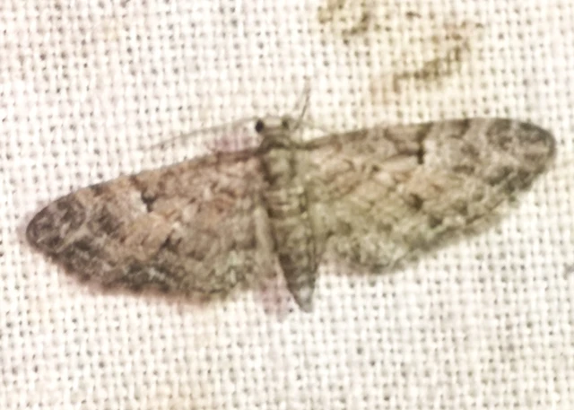 Eupithecia dodoneata - tölgy-törpearaszoló