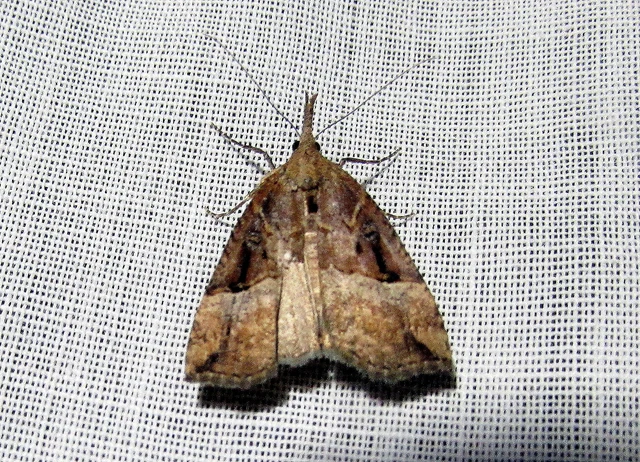 Hypena rostralis - közönséges karcsúbagoly