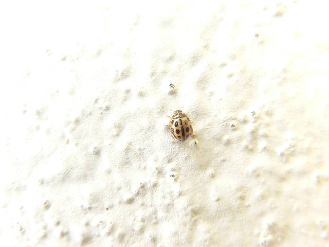 Tytthaspis sedecimpunctata - tizenhatpettyes katica