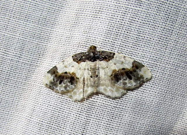 Ligdia adustata - barna levélaraszoló