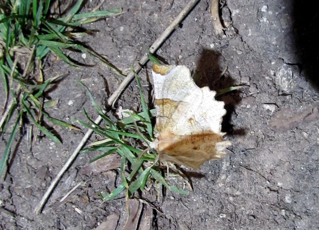 Selenia lunularia - egyfoltos holdasaraszoló