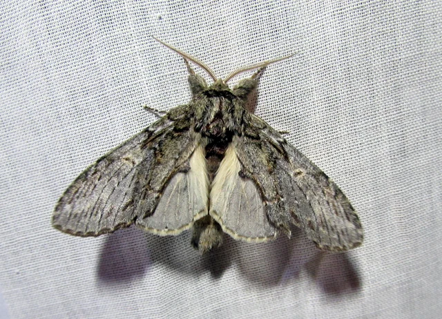 Peridea anceps - füstös púposszövő