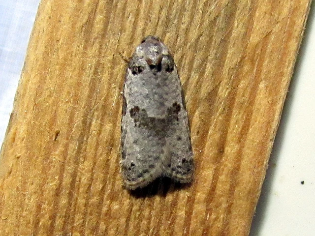 Pseudeulia asinana - korai sodrómoly