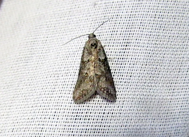 Cnephasia