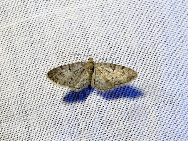 Eupithecia dodoneata - tölgy-törpearaszoló