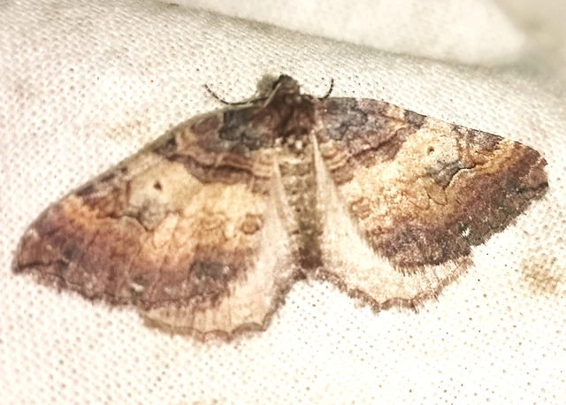 Earophila badiata - csipkerózsa-araszoló