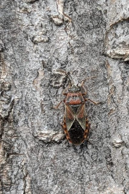 Arocatus melanocephalus