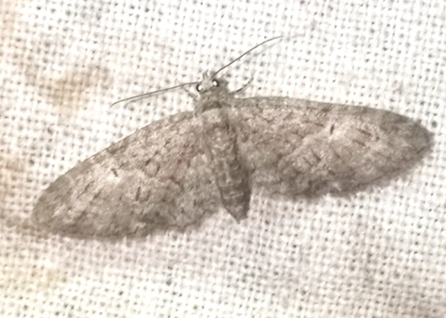 Eupithecia dodoneata - tölgy-törpearaszoló