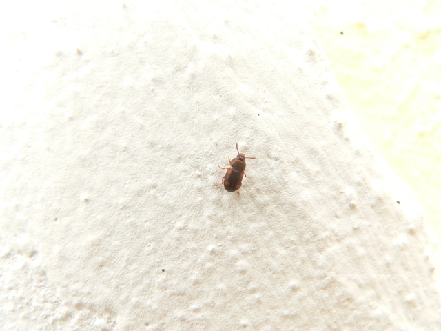 Mycetophagus quadriguttatus - domború gombabogár