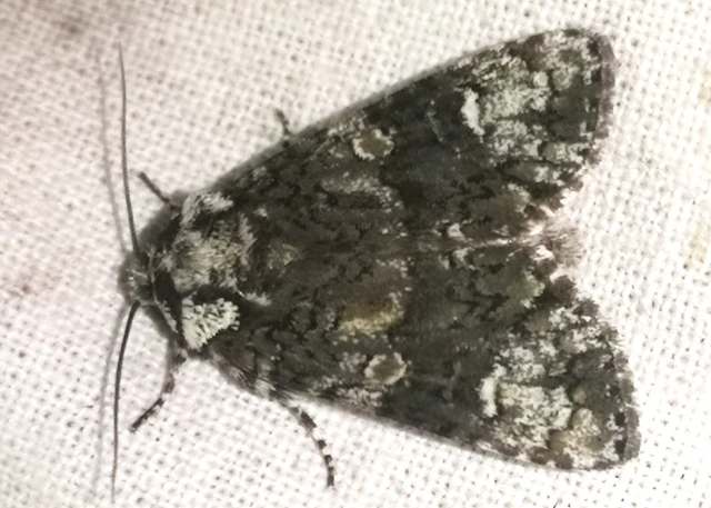 Craniophora ligustri - fagyalbagoly