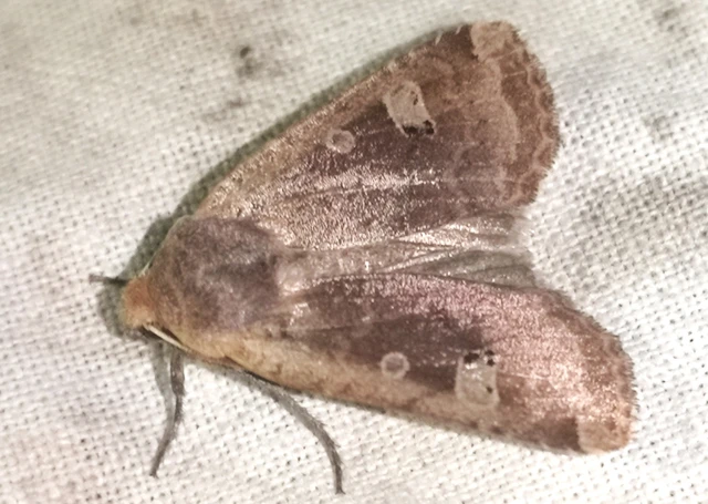 Conistra erythrocephala - vörösfejű őszibagoly
