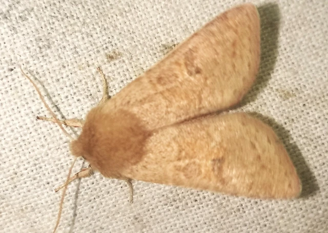 Orthosia miniosa - sárgás barkabagoly