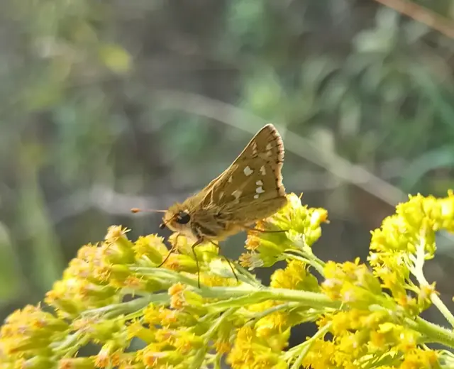 Hesperia comma - vesszős busalepke