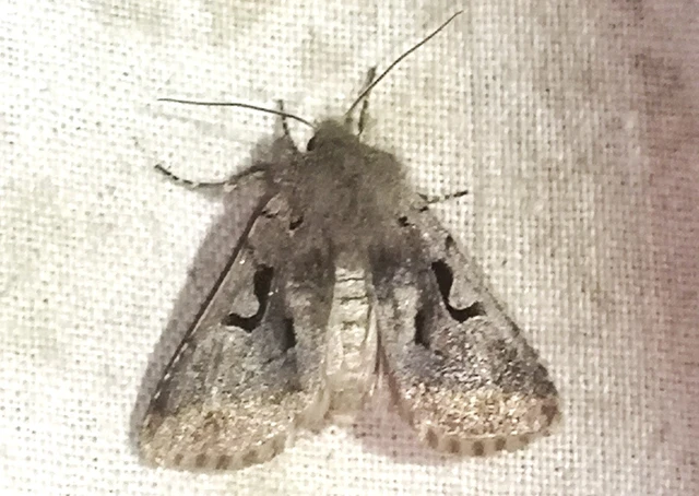 Orthosia gothica - feketefoltos barkabagoly