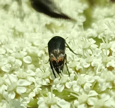 Mordellidae - marókafélék