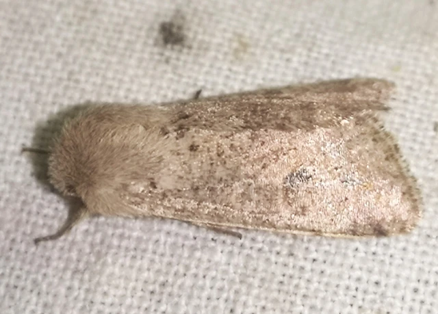Orthosia cruda - kis barkabagoly