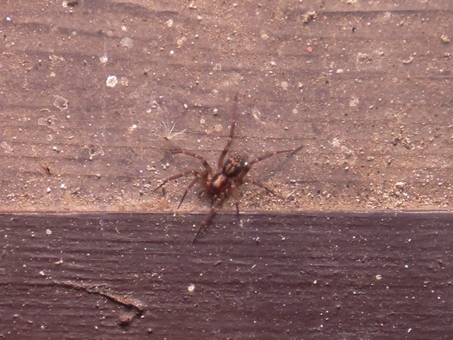 Liocranum rupicola - házaló avarpók