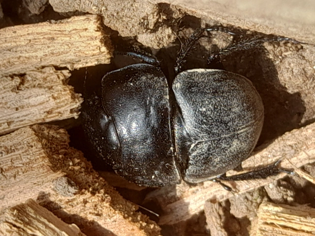Lethrus apterus - nagyfejű csajkó