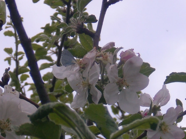 Celastrina argiolus - bengeboglárka