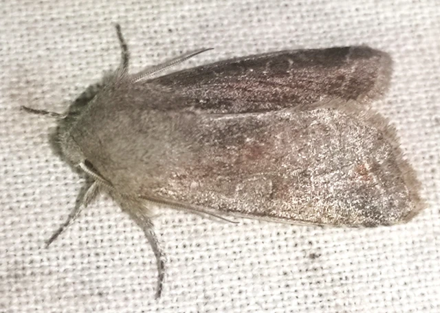 Orthosia incerta - változékony barkabagoly