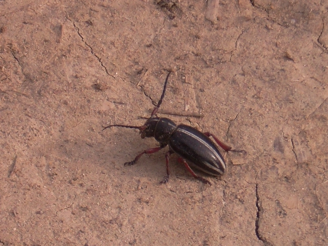 Dorcadion pedestre - kétsávos gyalogcincér Dorcadion pedestre - kétsávos gyalogcincér