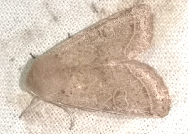 Orthosia cerasi - közepes barkabagoly