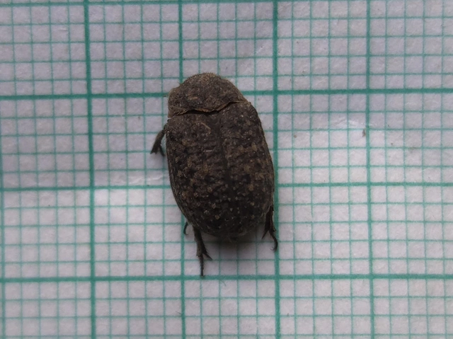 Trox sabulosus - közönséges irhabogár
