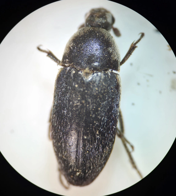 Dermestes frischii - nyakszegélyes porva Dermestes frischii - nyakszegélyes porva
