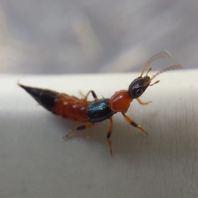 Paederus littoralis - réti partiholyva