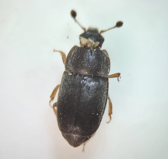 Nitidulidae - fénybogárfélék Nitidulidae - fénybogárfélék