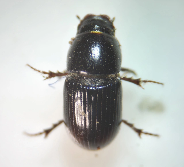 Aphodius granarius - szurokszínű trágyabogár
