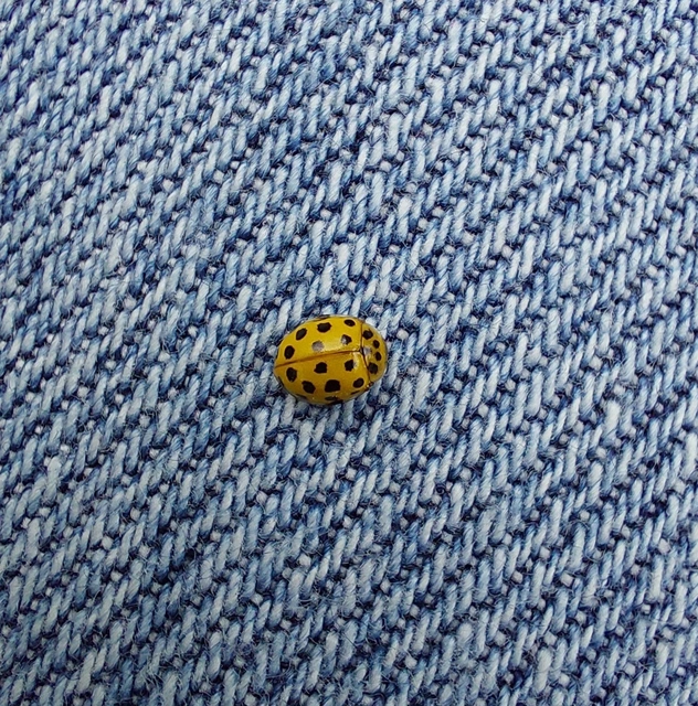 Psyllobora vigintiduopunctata - huszonkétpettyes katica