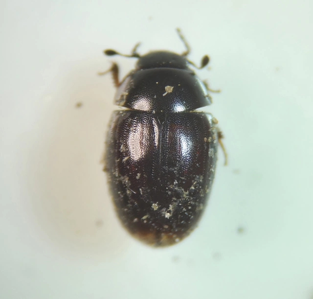 Hydrophilidae - csiborfélék