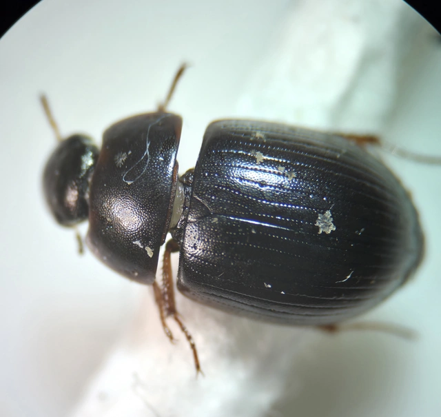 Hydrophilidae - csiborfélék