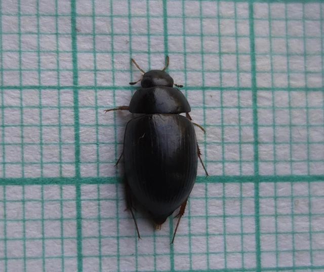 Hydrophilidae - csiborfélék