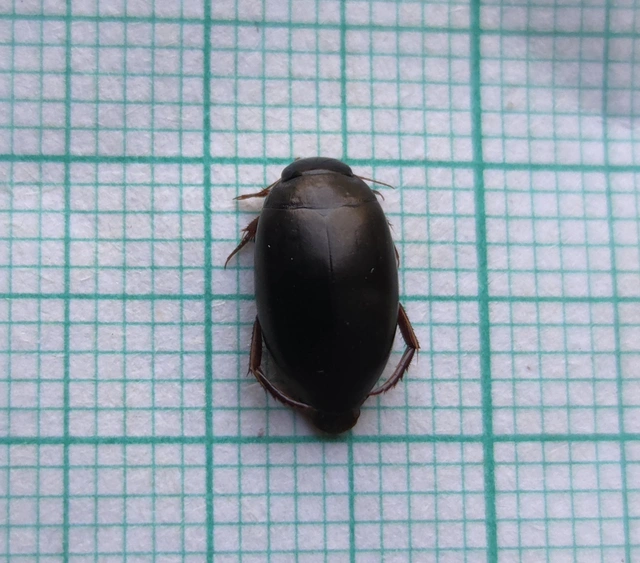 Dytiscidae - csíkbogárfélék