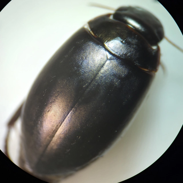 Dytiscidae - csíkbogárfélék