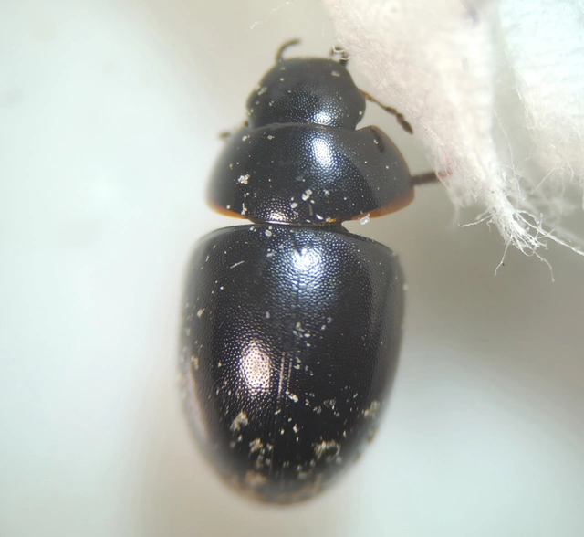 Hydrophilidae - csiborfélék