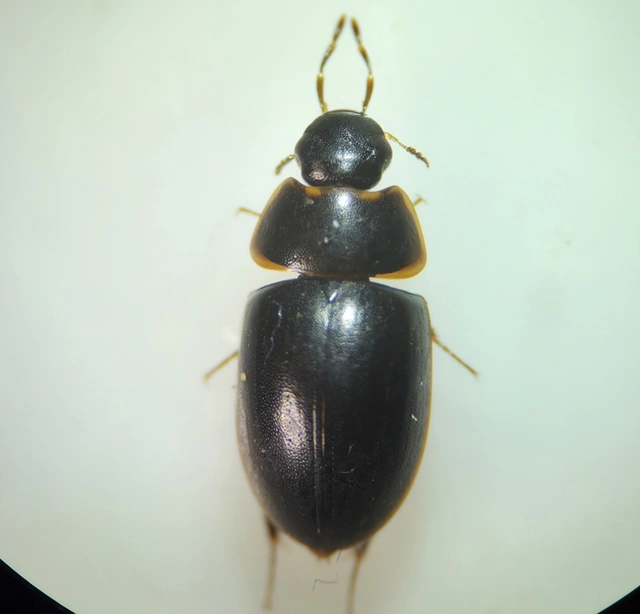 Hydrophilidae - csiborfélék