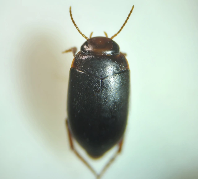 Dytiscidae - csíkbogárfélék