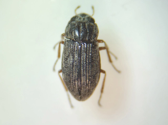 Helophoridae - vésettcsiborfélék Helophoridae - vésettcsiborfélék