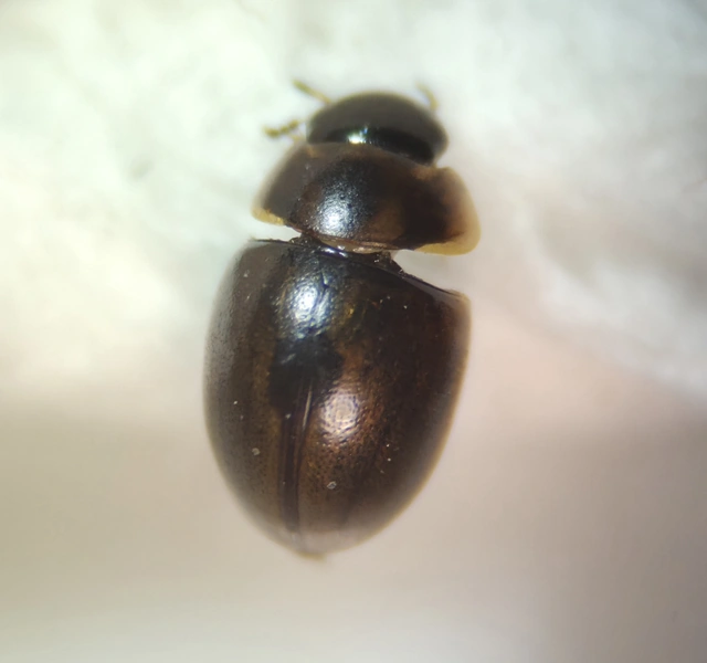 Hydrophilidae - csiborfélék